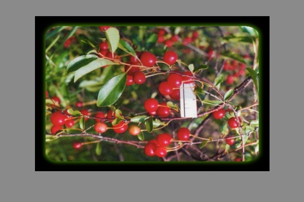 Steppe cherry Salamatovskaya