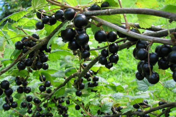 Ojebin currant