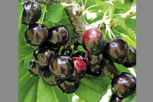 Cherry Melitopol black