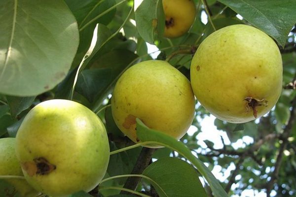 Bergamot pear