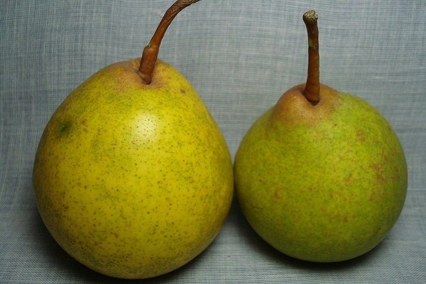 Bergamot peras