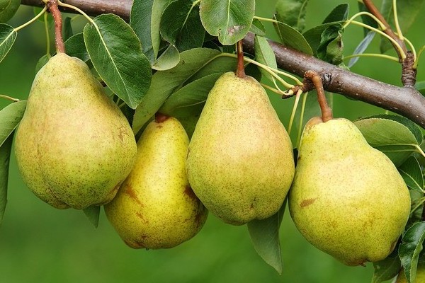 Bergamot pear