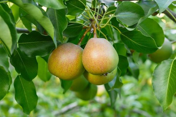 Bergamot pear