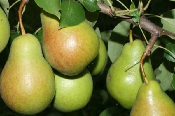 Bergamot pear