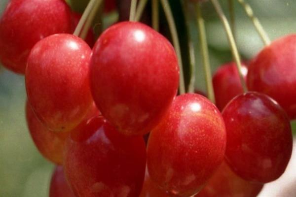 Larawan ng matamis na cherry Pink perlas