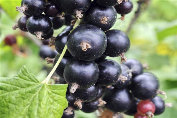 Schwarze Johannisbeere Sayan Erinnerungsfoto