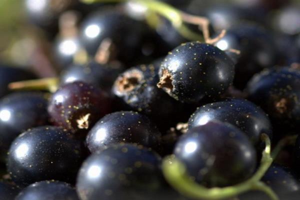 Black currant Agrolesovskaya photo