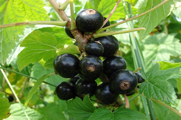 Black currant Amur canning photo