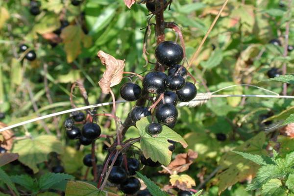 Schwarze Johannisbeere August Foto