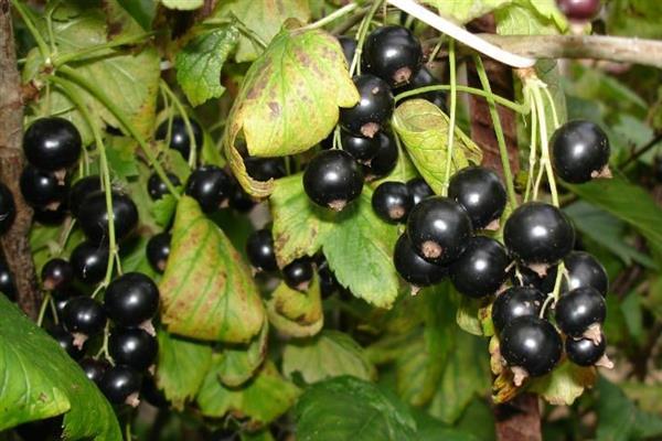 Blackcurrant Openwork photo