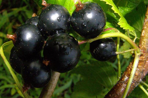 Black currant Belorusochka photo