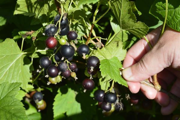 Black currant Belarusian sweet photo