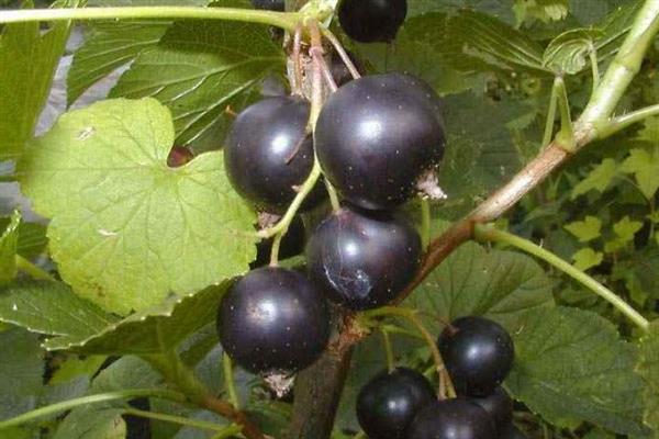 Black currant Binar photo