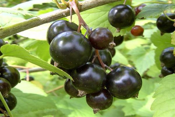 Schwarze Johannisbeere Biryulevskaya Foto