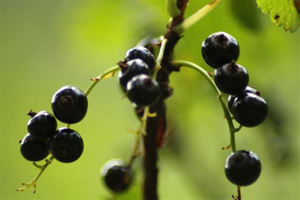 Black currant beaver photo