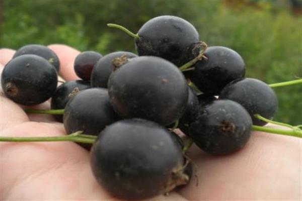 Blackcurrant Epic photo