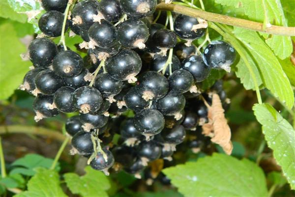 Schwarze Johannisbeer-Tochter-freundliches Foto