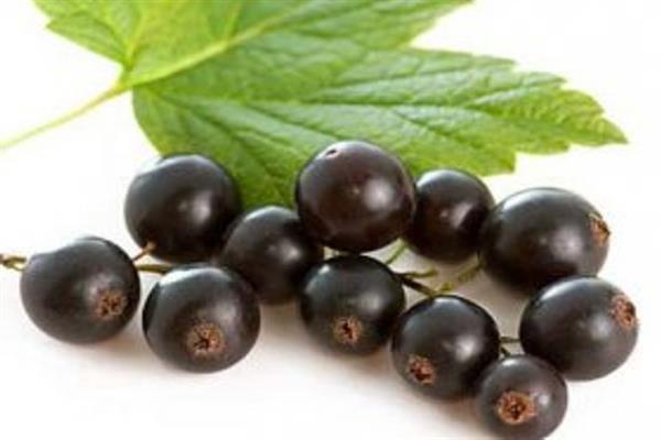 Black currant Gaikhal photo