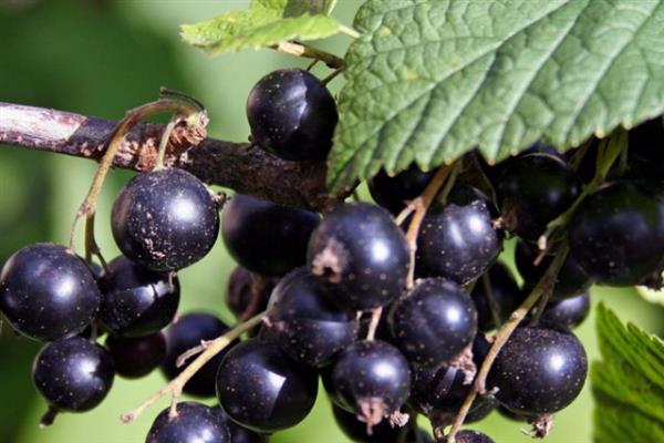 Black currant Harmony photo