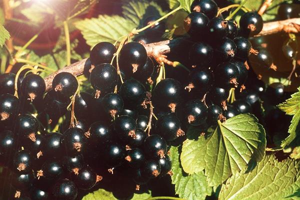 Black currant Gloriosa photo