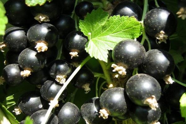 Black currant pigeon photo