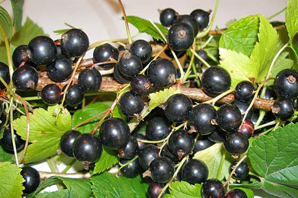 Black currant Karaidel photo