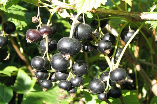 Black currant Kola souvenir photo