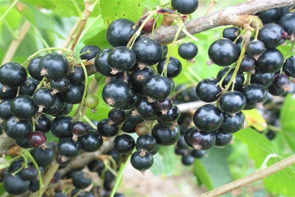 Black currant Creole photo