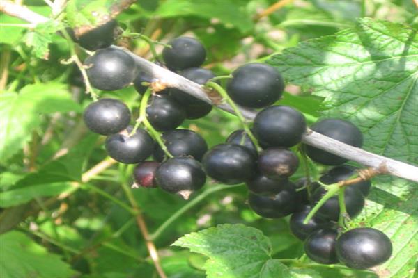 Schwarze Johannisbeere Lieblingsfoto von Bakchar