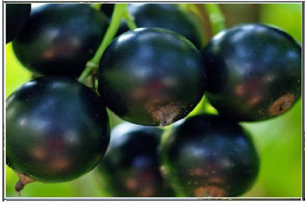 Blackcurrant Lighthouse photo