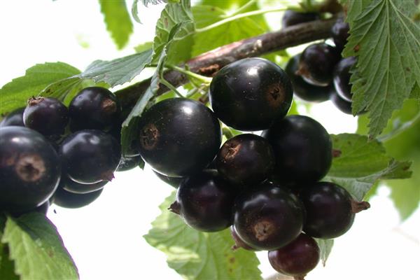 Black currant Nadina photo