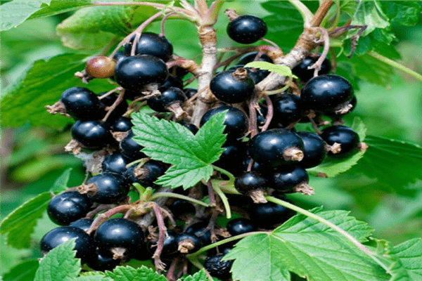 Schwarze Johannisbeere Nika Foto