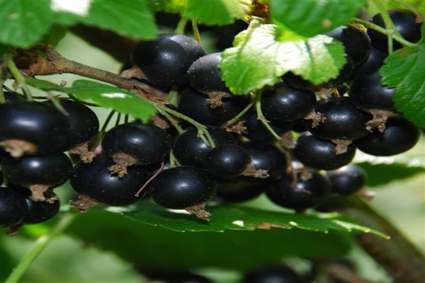 Schwarze Johannisbeere Nyura Foto