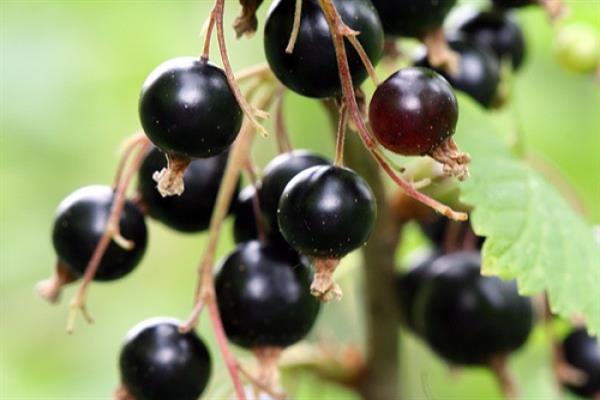 Schwarze Johannisbeere in Erinnerung an Ravkin Foto