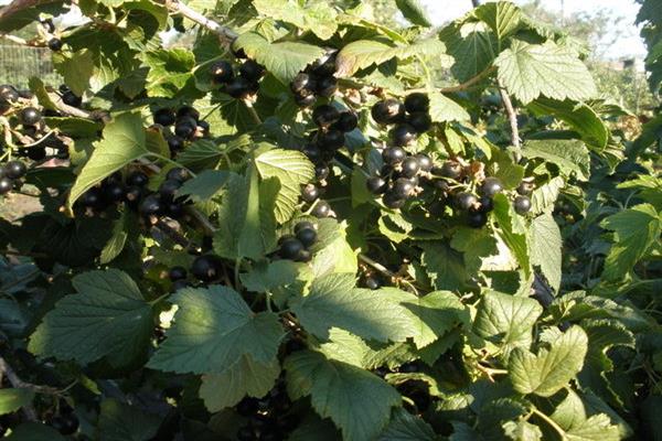 Schwarze Johannisbeere In Erinnerung an Shukshin Foto