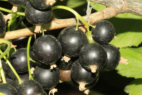 Schwarze Johannisbeere Frühes Potapenko-Foto