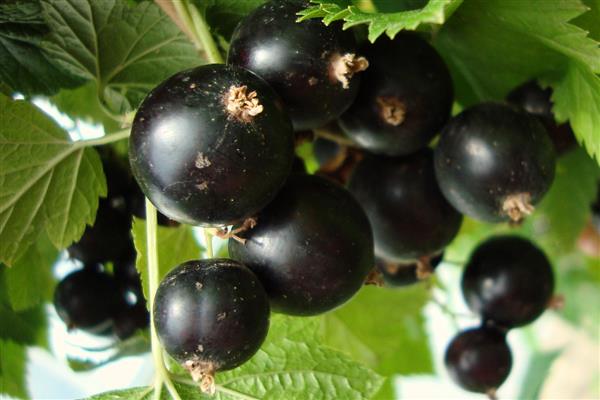 Schwarze Johannisbeere Reformfoto