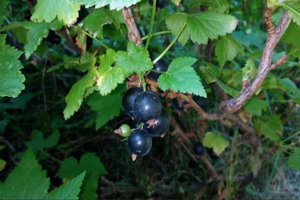 Black currant Rita photo