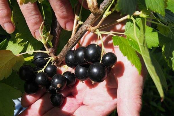 Schwarze Johannisbeere Ruslan Foto