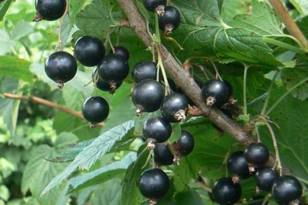 Blackcurrant Remembrance Photo