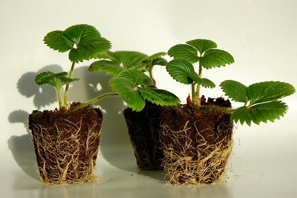 growing blackberries