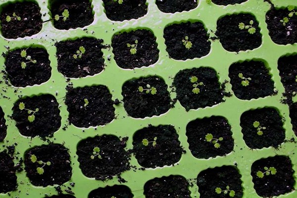 planting blackberry seeds