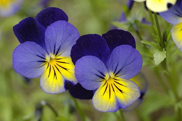 violet tricolor