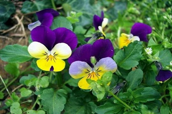 violet tricolor medicinal properties + and contraindications