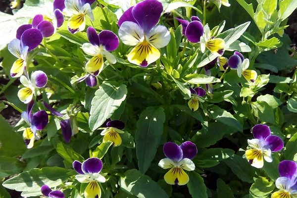 violet tricolor medicinal properties + and contraindications