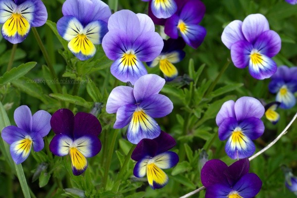 violet tricolor