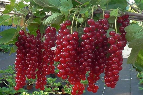 Red currant long-leaved photo