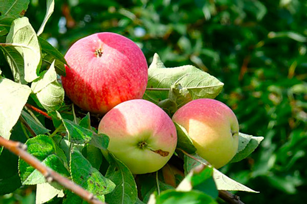 Melba apple tree description