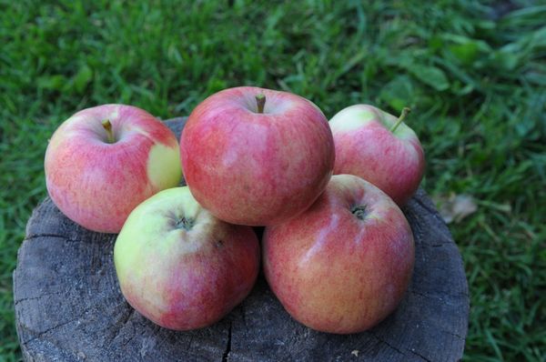 Melba apple tree description