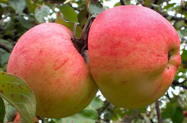 Memory Michurin apple tree